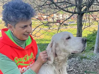 English Setter dogs Cholo - Advert 3