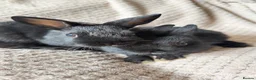 Netherland Dwarf rabbits for sale: Dwarf Rabbits - Advert 3