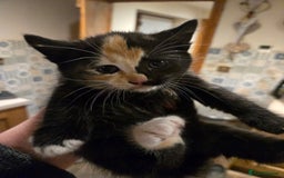 British Shorthair cats for sale: Beautifully marked kittens.  - Image 12