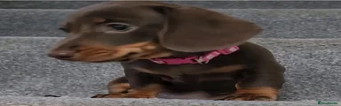 Miniature Dachshund Puppy 2