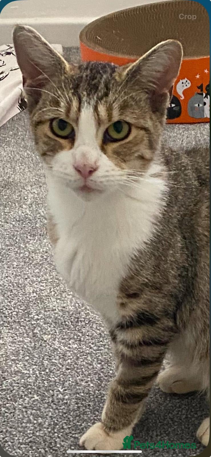 Mixed Breed cats Bonded sisters looking for forever home - Advert 2