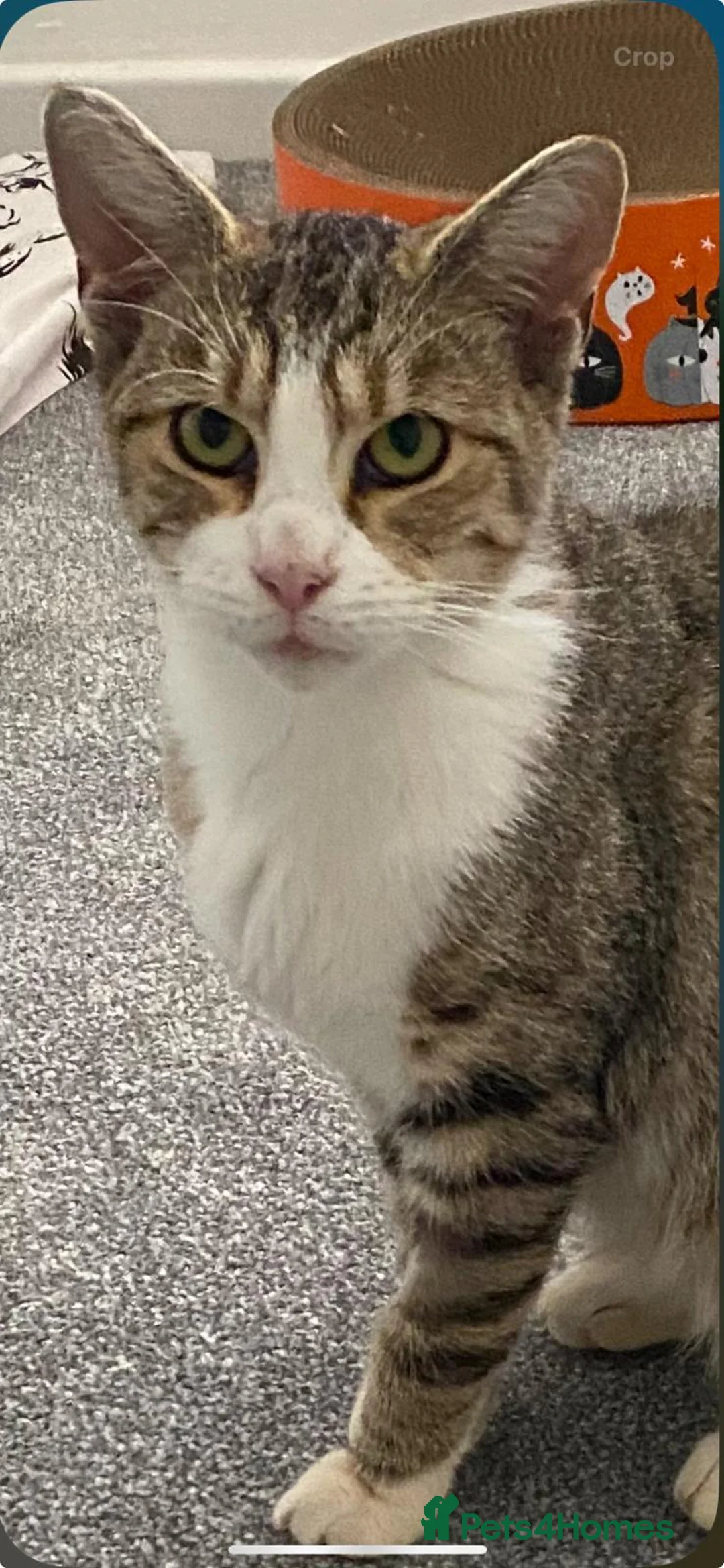Mixed Breed cats for adoption: Bonded sisters looking for forever home in Hook - Advert 1