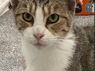 Mixed Breed cats Bonded rescue sisters looking for forever home - Advert 4