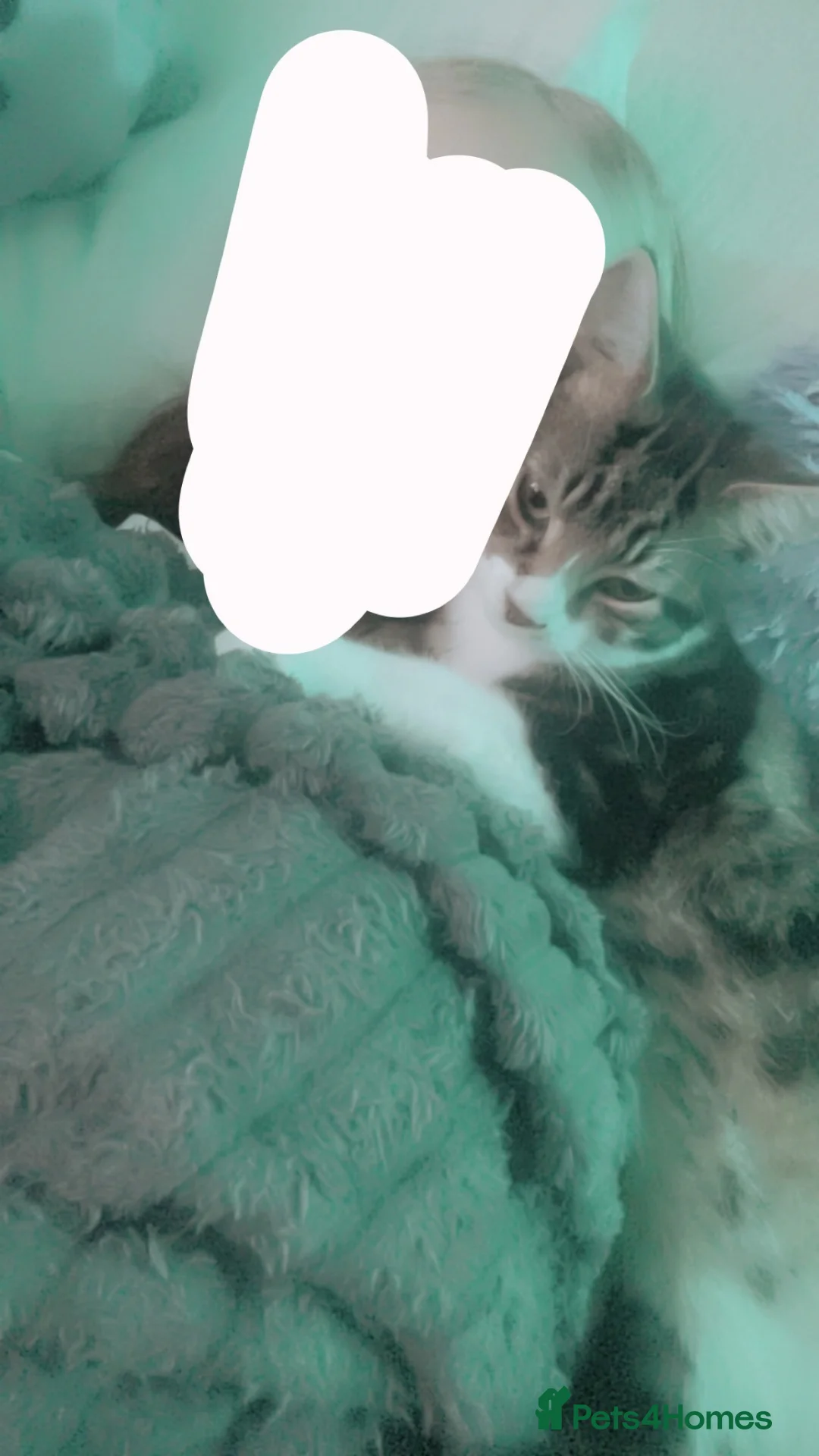 Mixed Breed cats for sale: 9 month old tabby kitten ready to leave now in Blackpool - Advert 5