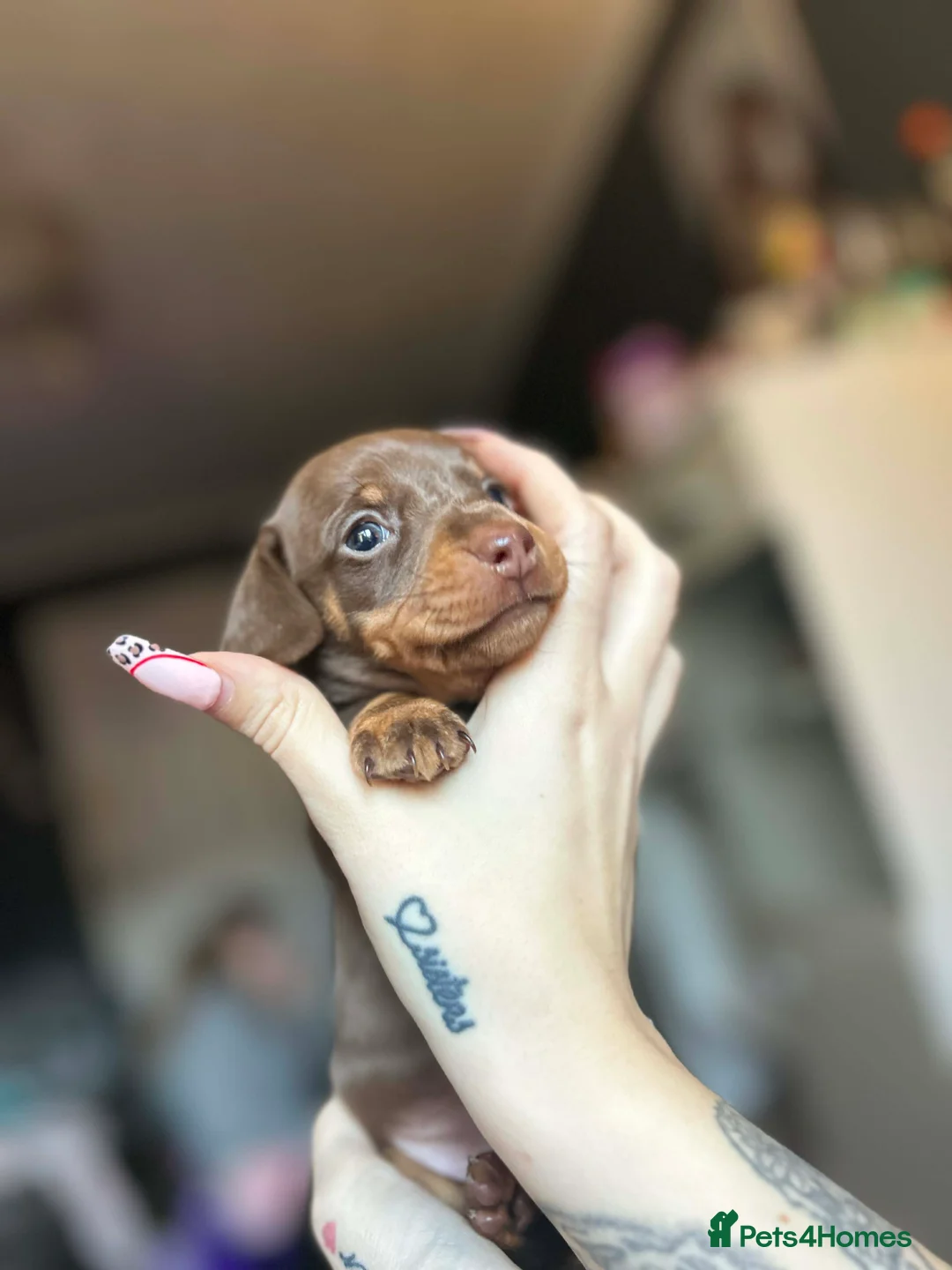 Miniature Dachshund dogs for sale: Miniature dachshund 🐶🩷🩵 - Advert 13