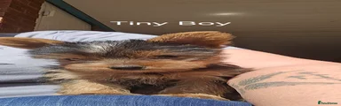 Yorkshire Terrier 1