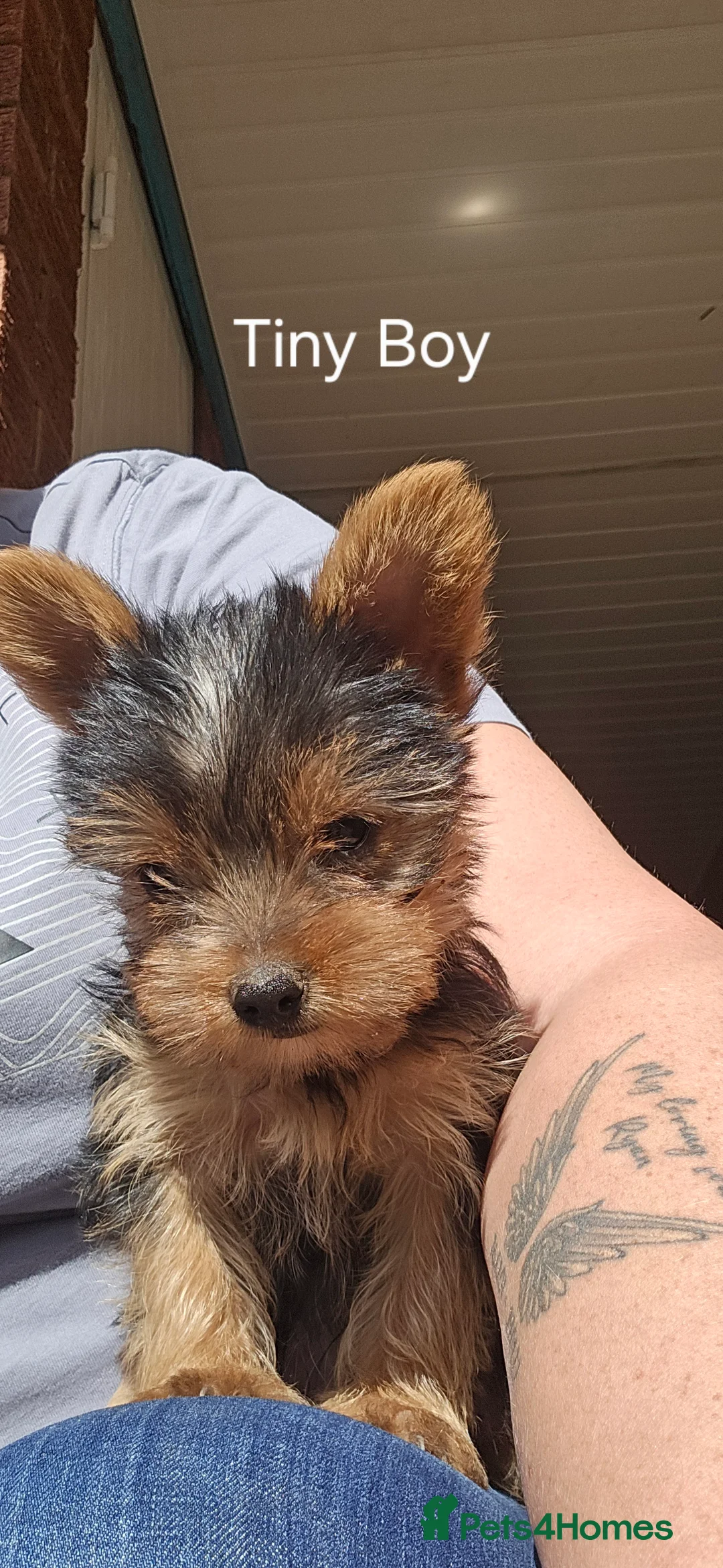 Yorkshire Terrier dogs for sale: 4 Yorkshire Terriers looking to be rehomed in Doncaster - Advert 5