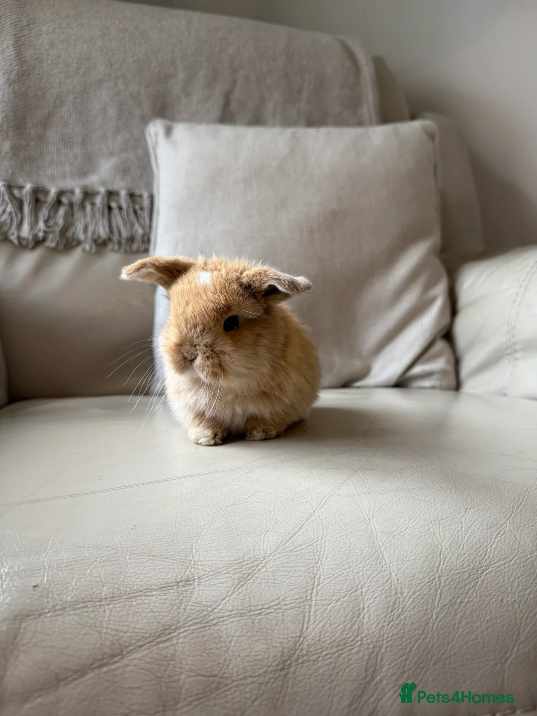 Mini Lop rabbits for sale: Mini Lops available - Advert 11