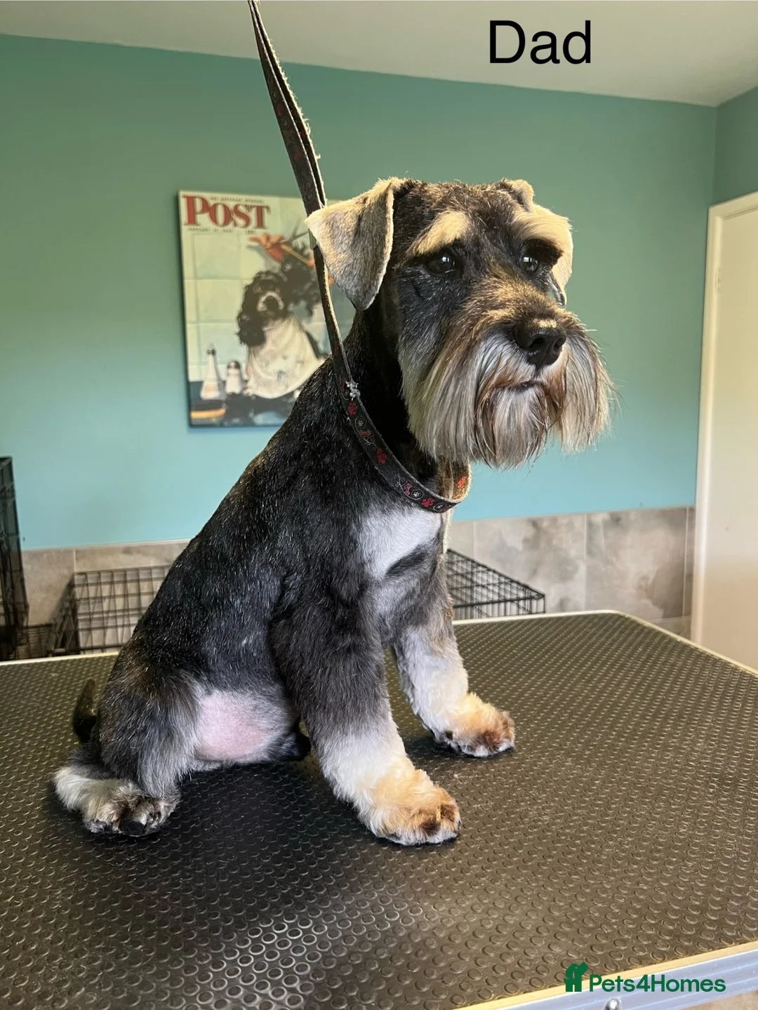 Miniature Schnauzer dogs for sale: KC registered, health tested, puppies ready now!  - Advert 10