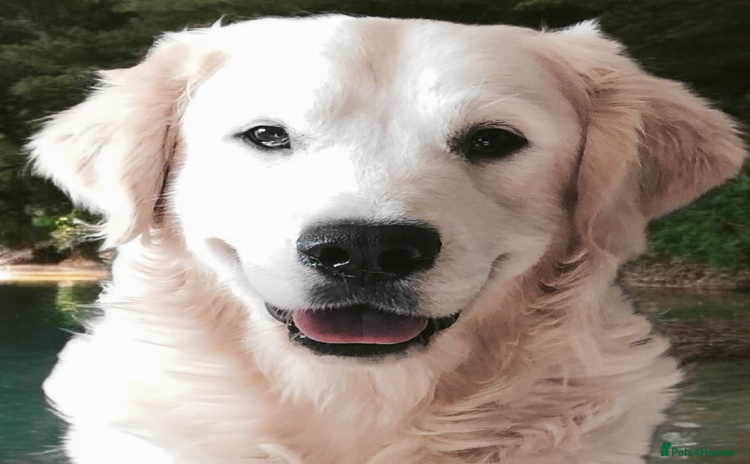 Golden Retriever dogs - Advert 1