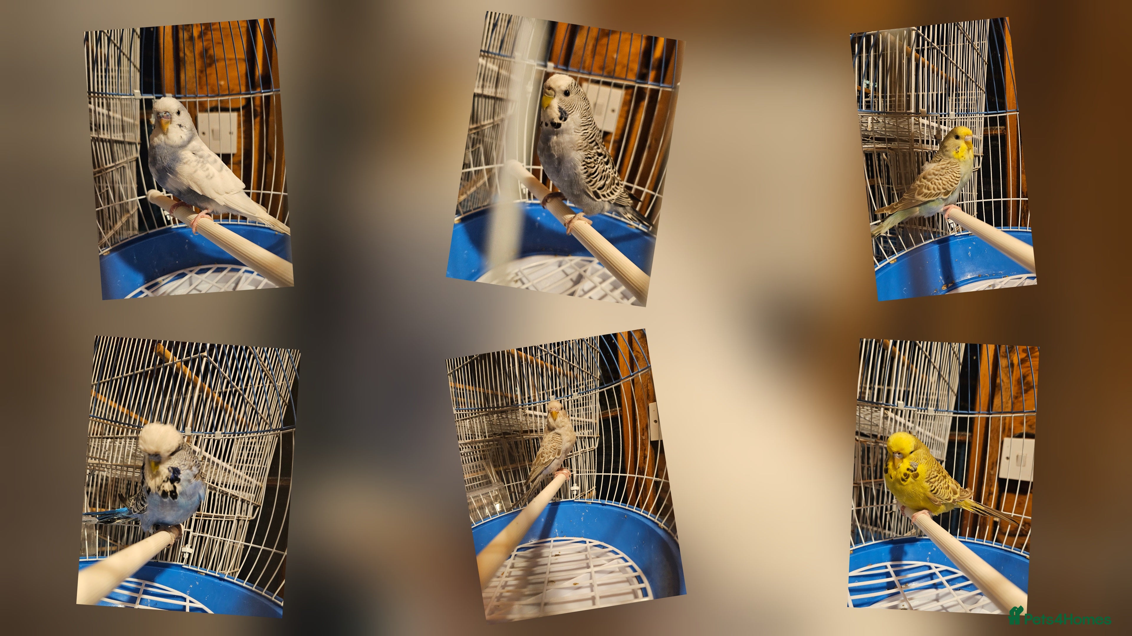 Budgerigars birds Young Budgies for Sale - Advert 1