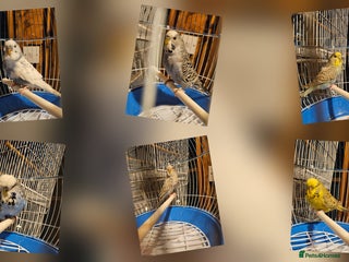 Budgerigars birds Young Budgies for Sale - Advert 1