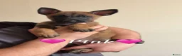 Belgian Shepherd Dog dogs for sale: 🐾Ready to leave🐾 Belgian Malinois Puppies  - Advert 5