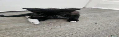 Orio