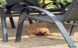 Cockapoo dogs for sale: Stunning ** F2 cockapoo - Image 8