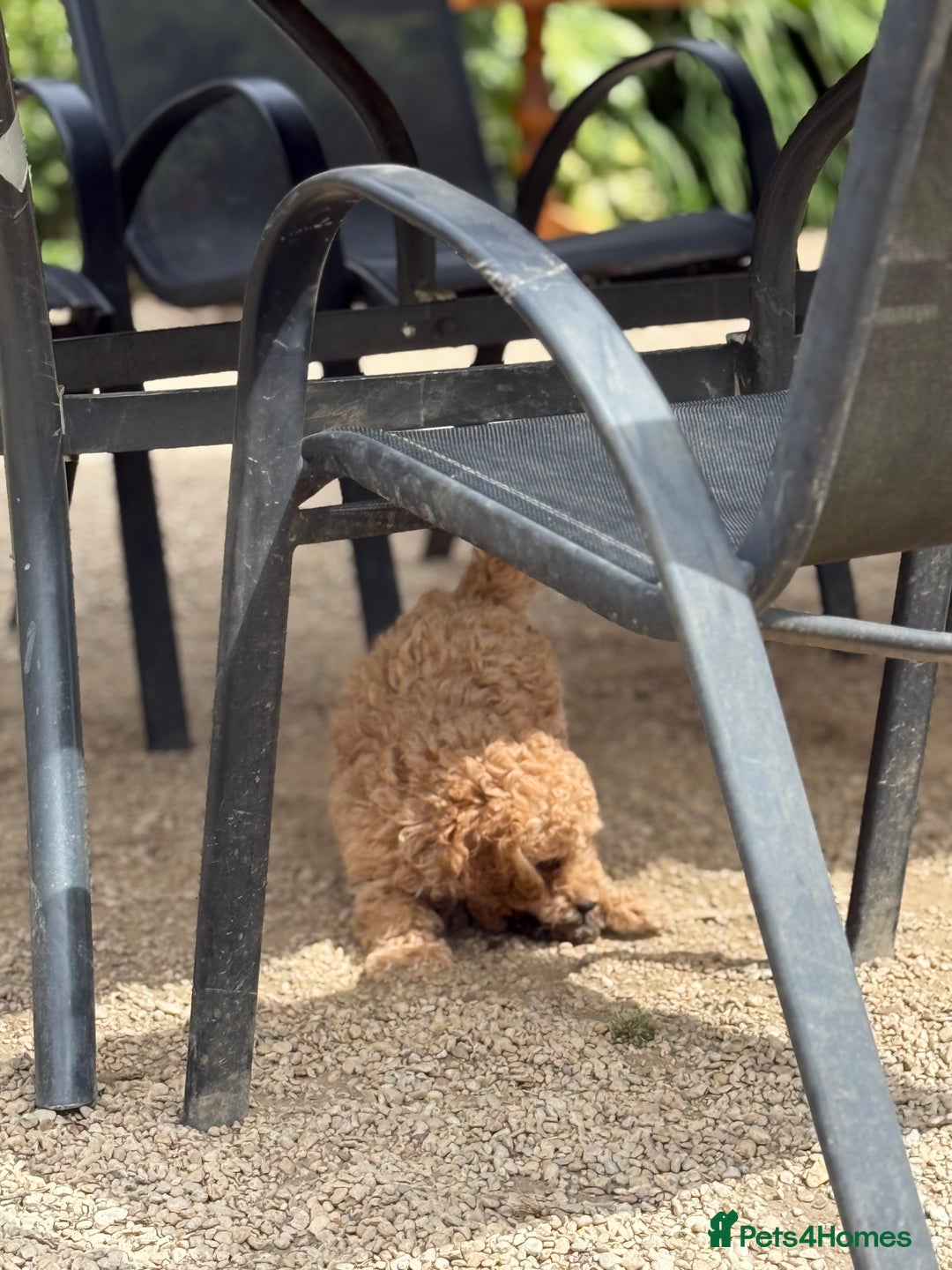 Cockapoo dogs for sale: Stunning ** F2 cockapoo - Image 8