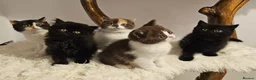British Shorthair cats for sale: Tica British Shorthair & Longhair Champion Lines in Wigan - Advert 6