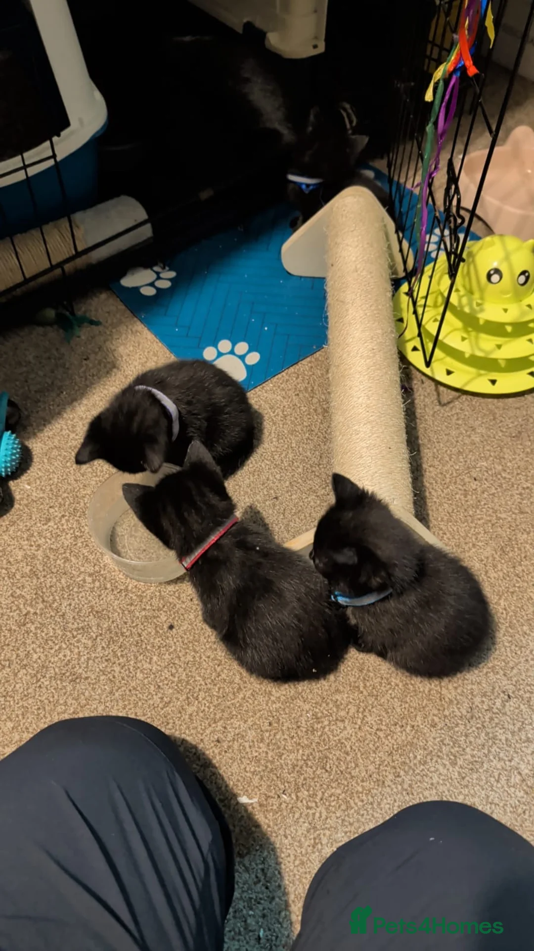 Bombay cats for sale: 🐾 Loving Homes Wanted for 4 Roxy’s Kittens 🐾 - Advert 7