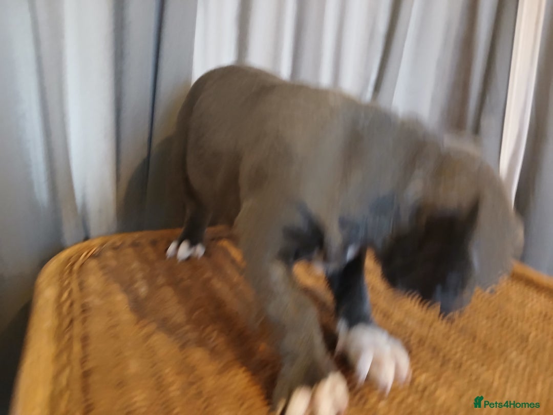 Mixed Breed dogs for sale: 2 Half Staffy & Half American Bulldog Puppies  - Advert 8