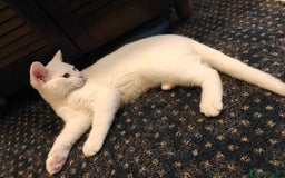 Mixed Breed cats for sale: Ready for new family  - Image 18