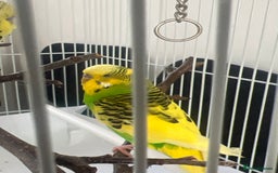 Budgerigars birds for sale: pair of budgies and a cage - Image 4