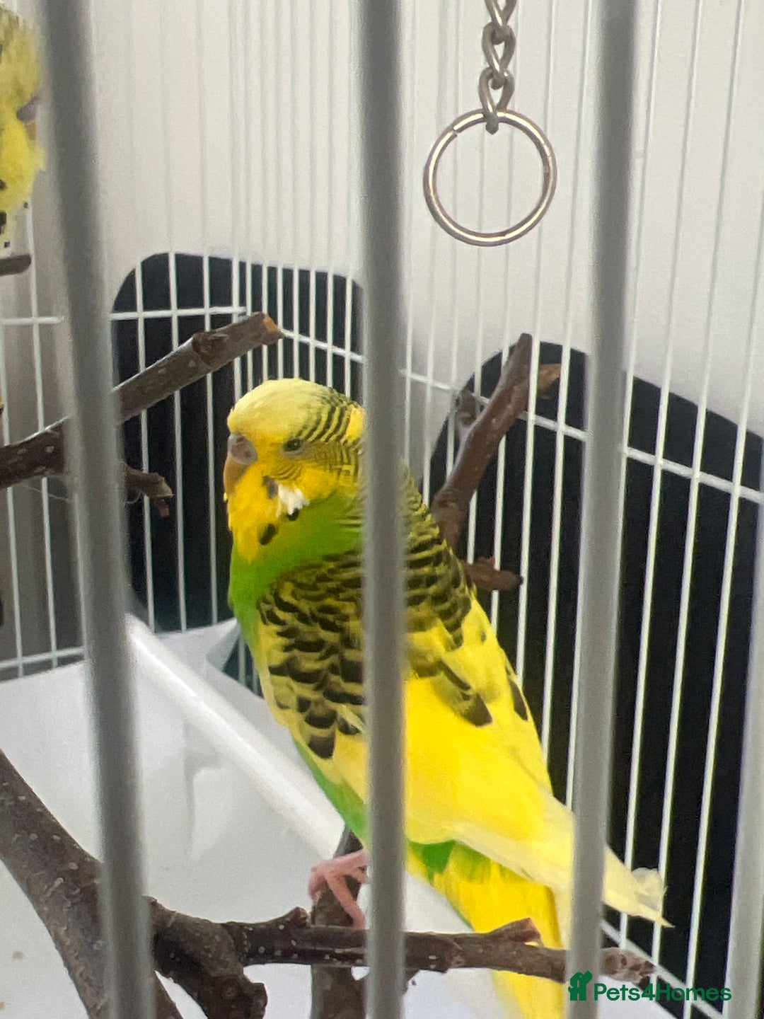 Budgerigars birds for sale: pair of budgies and a cage - Image 4