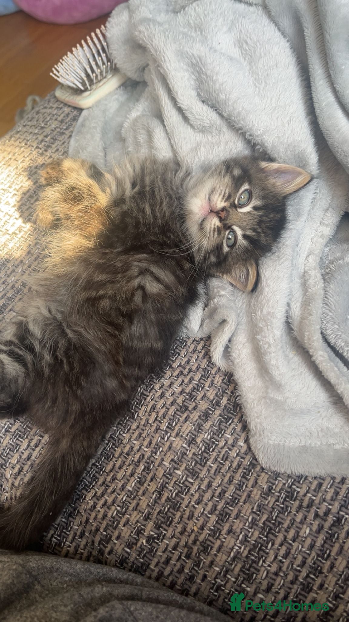 Mixed Breed cats for sale: 3 gorgeous kittens for sale - Advert 6