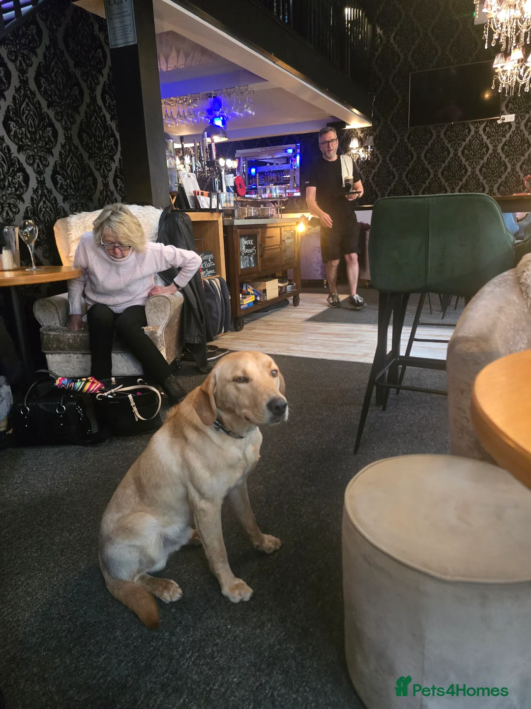 Labrador Retriever dogs for sale: Professionally Trained Labrador  - Advert 2