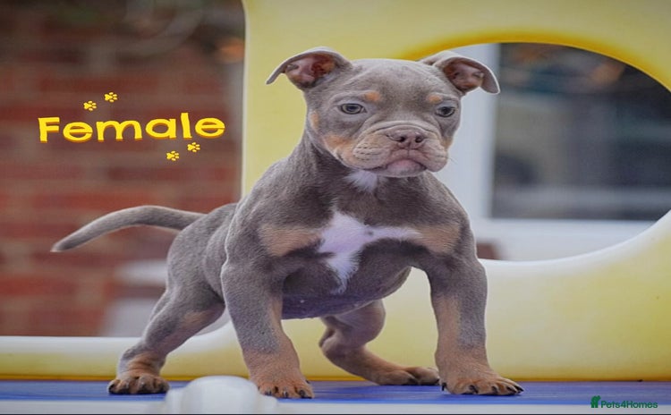 English Bulldog dogs - Advert 12