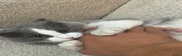 Ragdoll cats for sale: Her name reza in Feltham - Advert 9