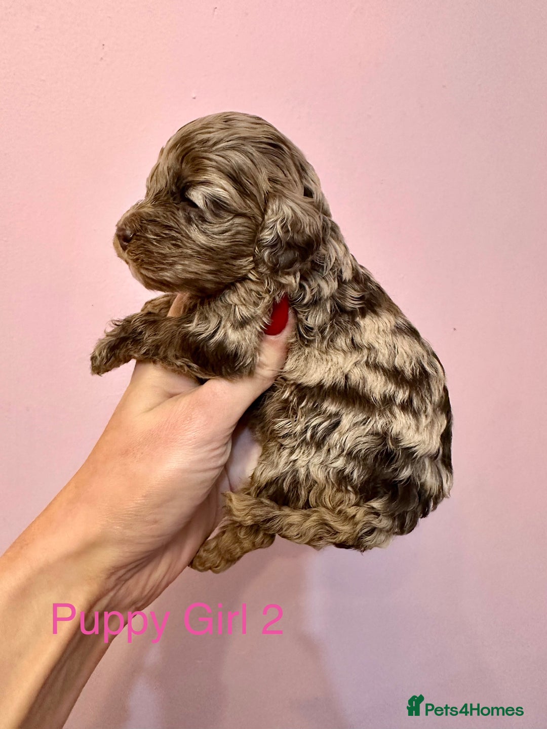 Cockapoo dogs for sale: Lovely American Cockapoo Pups Chocolates & Merles  - Advert 22