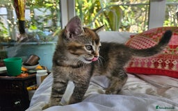 Mixed Breed cats for sale: Beautiful friendly kittens for sale - Image 10