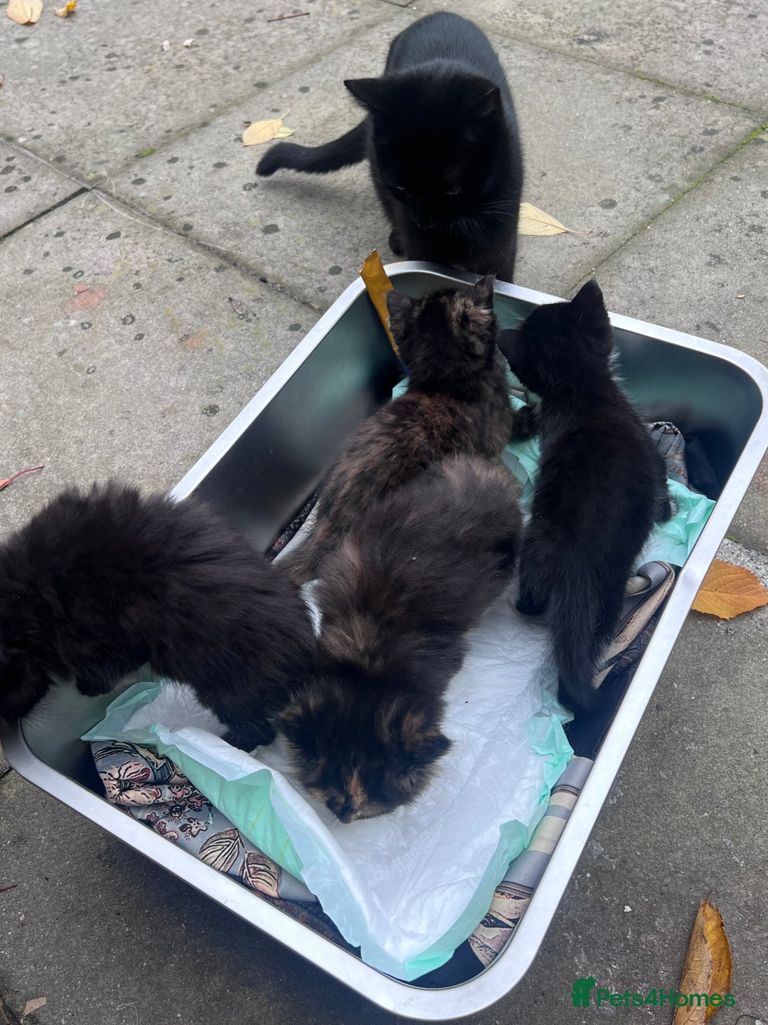 British Shorthair cats for sale: Cat and her kittens - Image 6