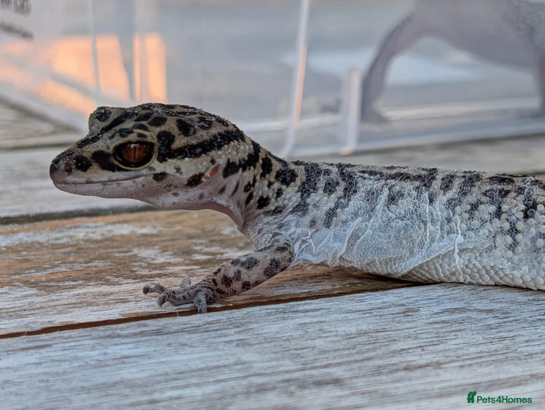 Gecko reptiles for sale: Bawangling Pair of Cave Geckos in Cheltenham - Advert 2