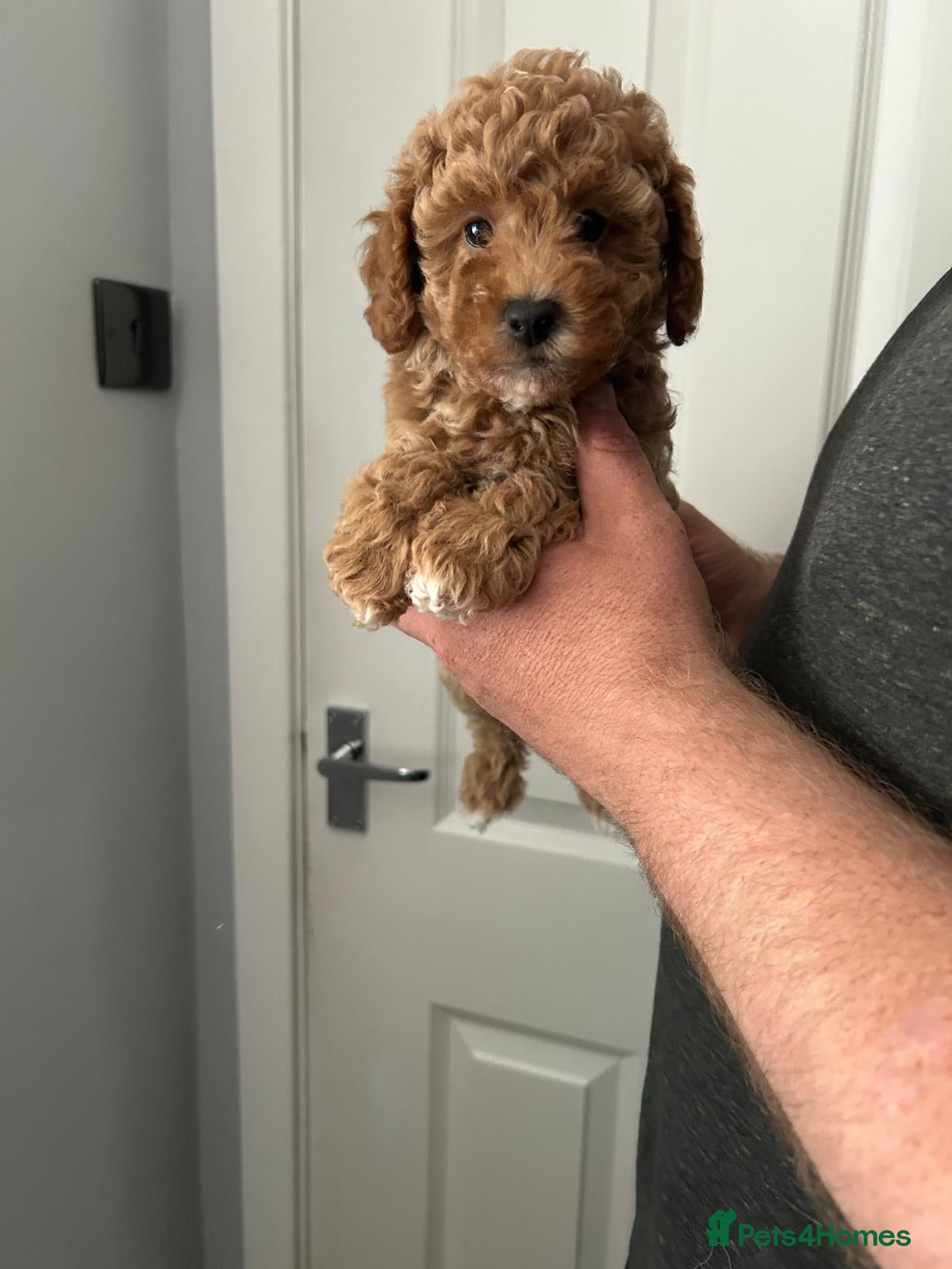 Toy Poodle dogs Beautiful Toy poodle girls  - Advert 2