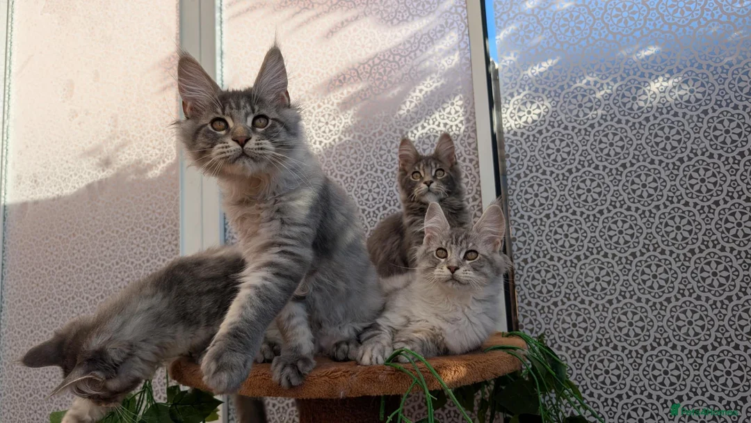 Maine Coon cats for sale: Stunning Maine coon kittens - Advert 25