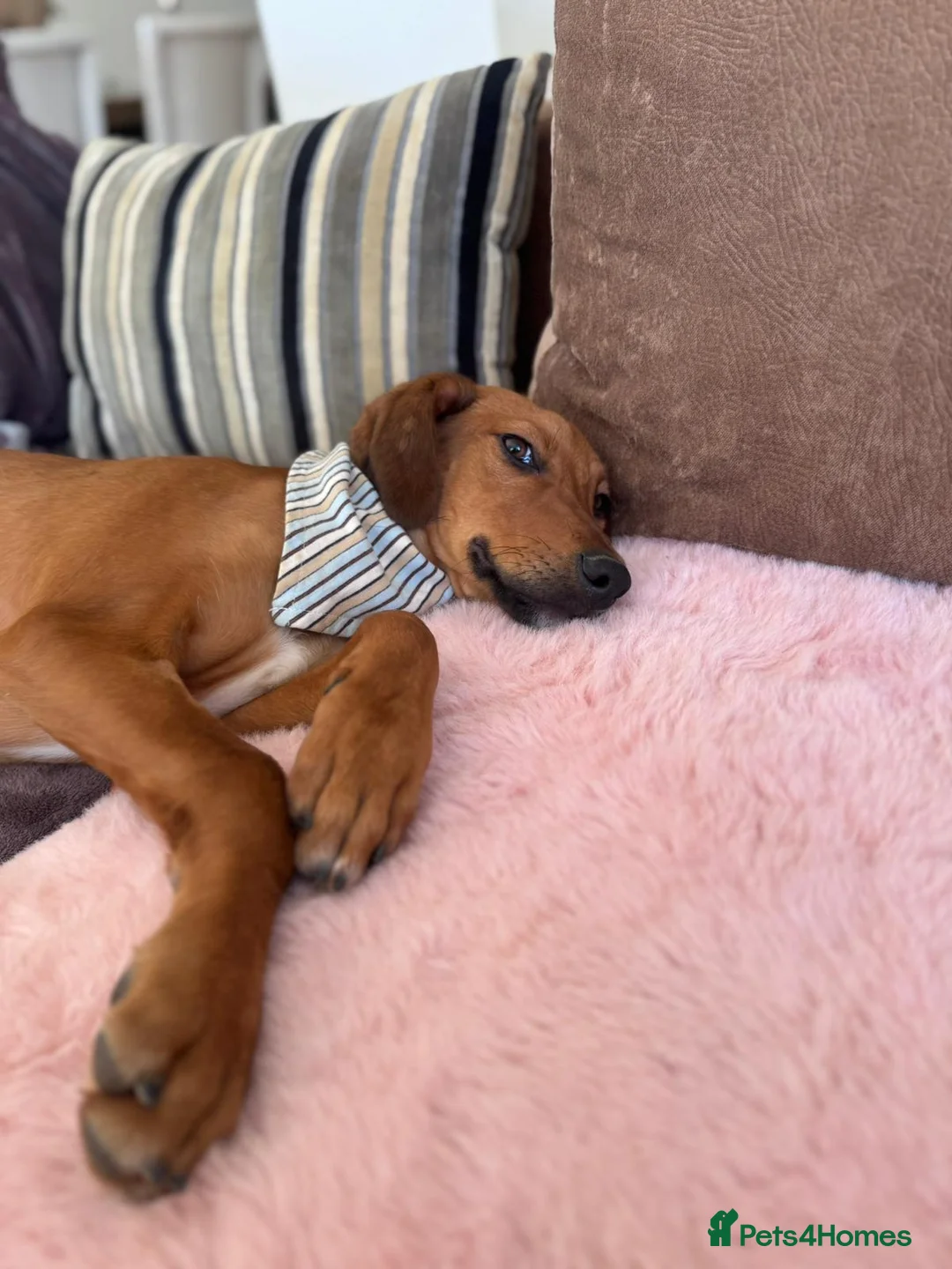 Mixed Breed dogs for adoption: Pluto - the friendly Lab type dog - Advert 18