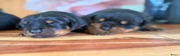 Rottweiler dogs for sale: Stocky Rottweiler pups  - Advert 5
