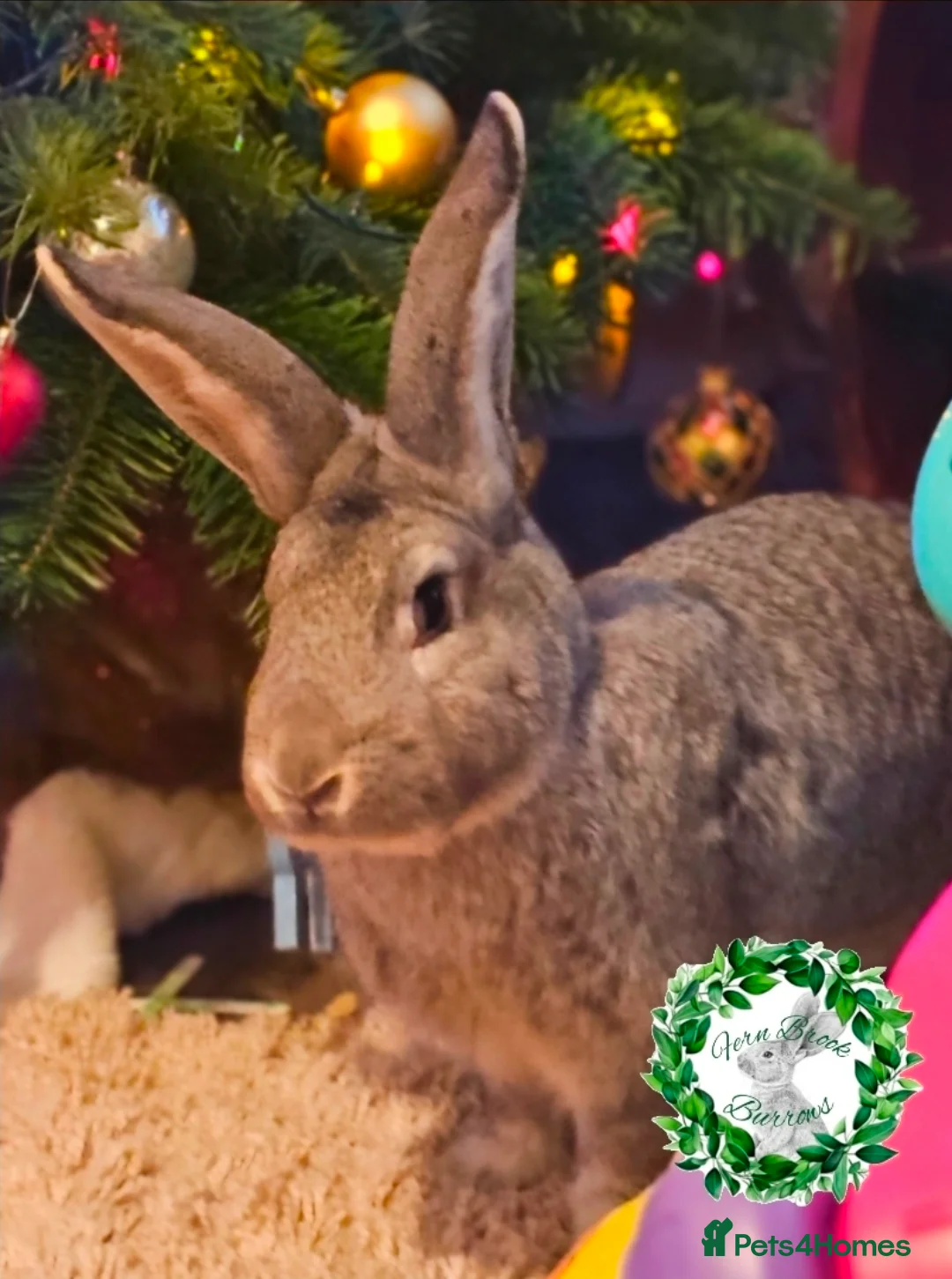 Continental Giant rabbits for sale: Purebred Continental Giant Doe - Advert 5