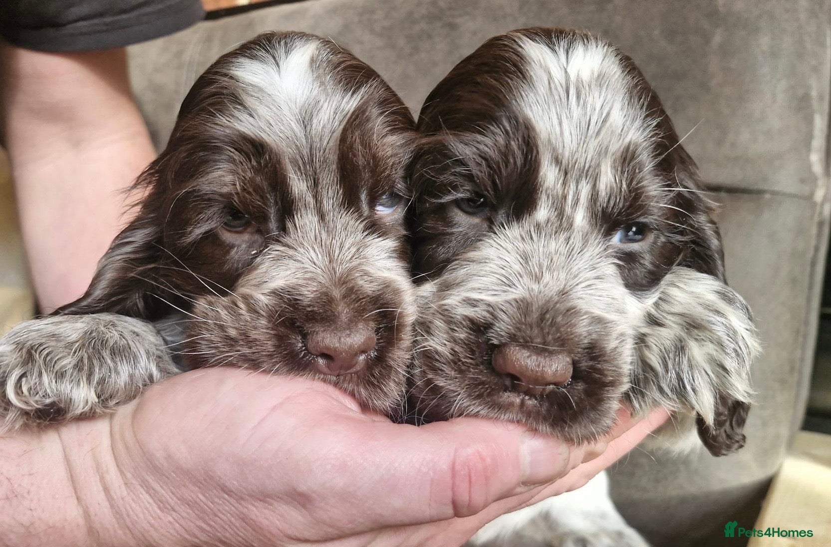 Cocker Spaniel dogs Lovely show Cocker spaniel puppies 🐶  - Advert 5
