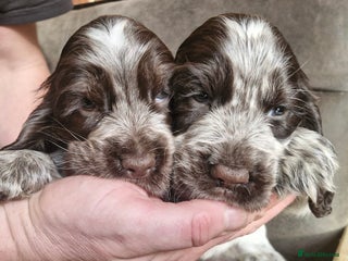 Cocker Spaniel dogs Lovely show Cocker spaniel puppies 🐶 - Advert 8