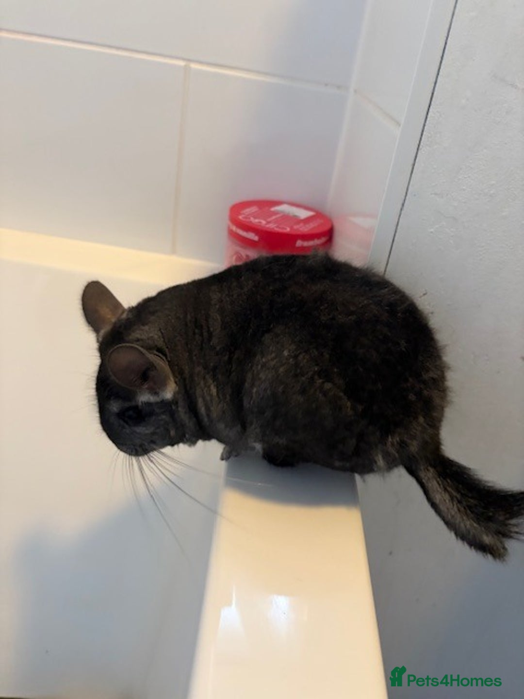Chinchilla rodents for sale: 2 bonded male chinchillas - Image 11