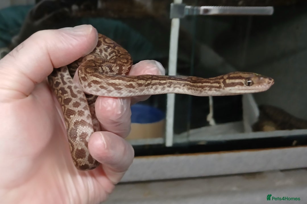 Boa Snake reptiles for sale: Het T+Albino Colombian Rainbow Boas - Image 6