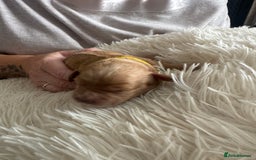 Mixed Breed dogs for sale: Cavapoochon Puppies ** 3 Girls 1 Boy remaining ** - Image 20