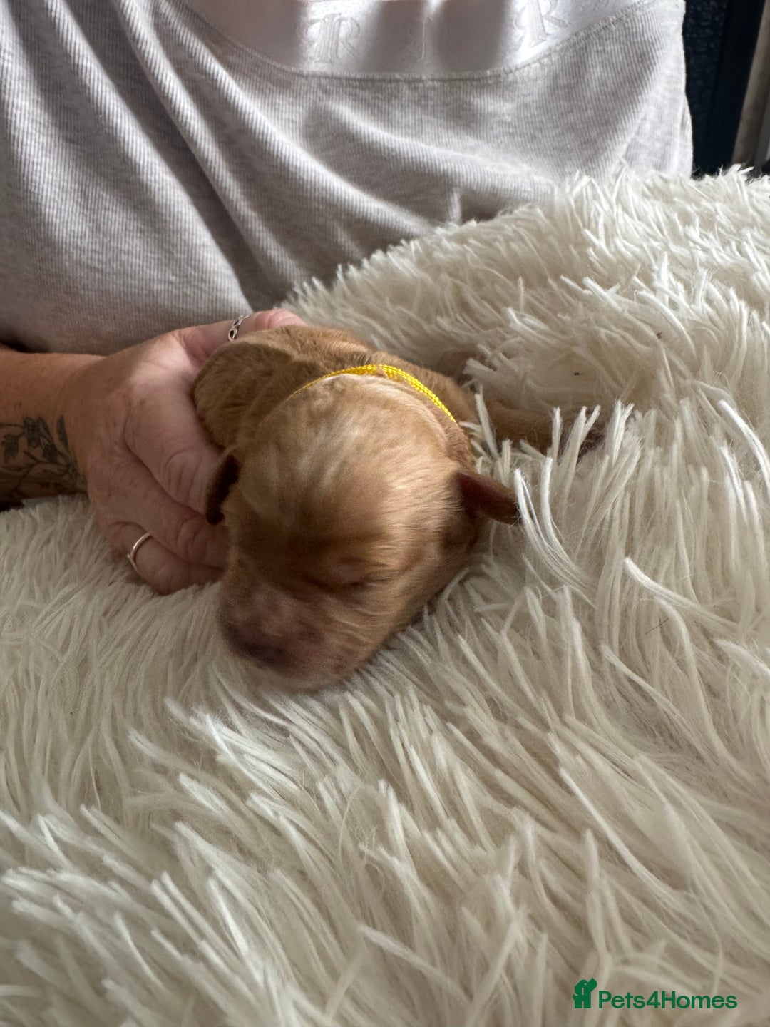 Mixed Breed dogs for sale: Cavapoochon Puppies ** 3 Girls 1 Boy remaining ** - Image 20