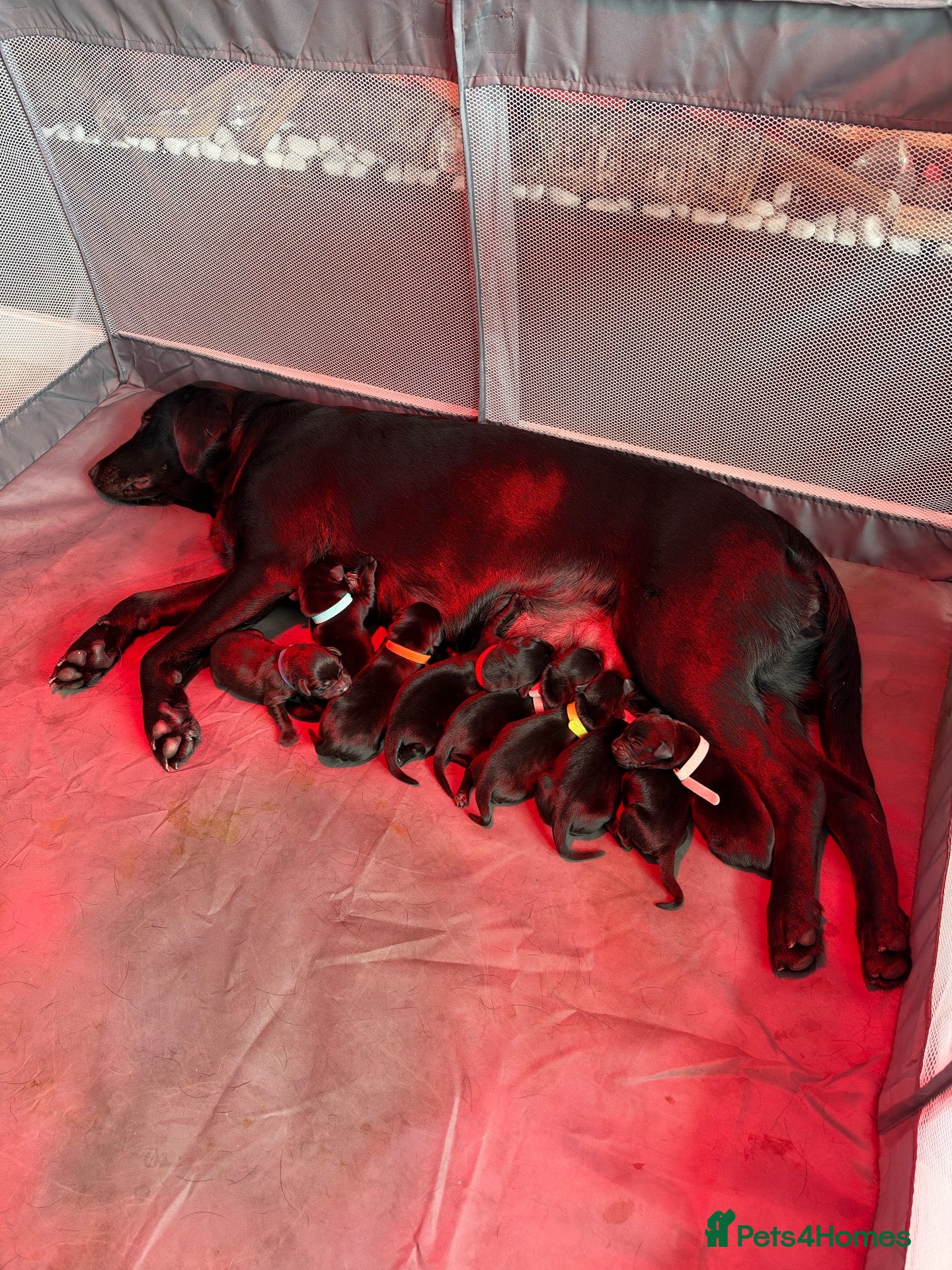 Labrador Retriever dogs Black Labrador Puppies  - Advert 15