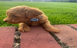 Miniature Poodle dogs for sale: KC registered Miniature Red poodles for Sale - Image 35