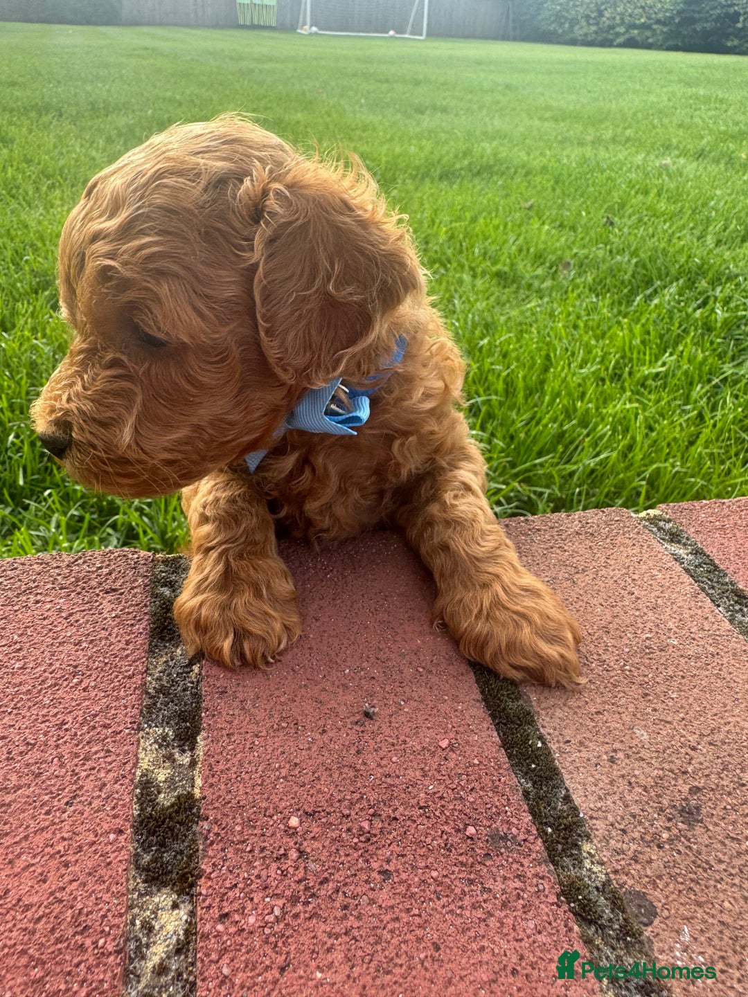 Miniature Poodle dogs for sale: KC registered Miniature Red poodles for Sale - Image 35