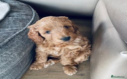 Mixed Breed dogs for sale: Out standing Labradoodle from a loving home  - Image 8