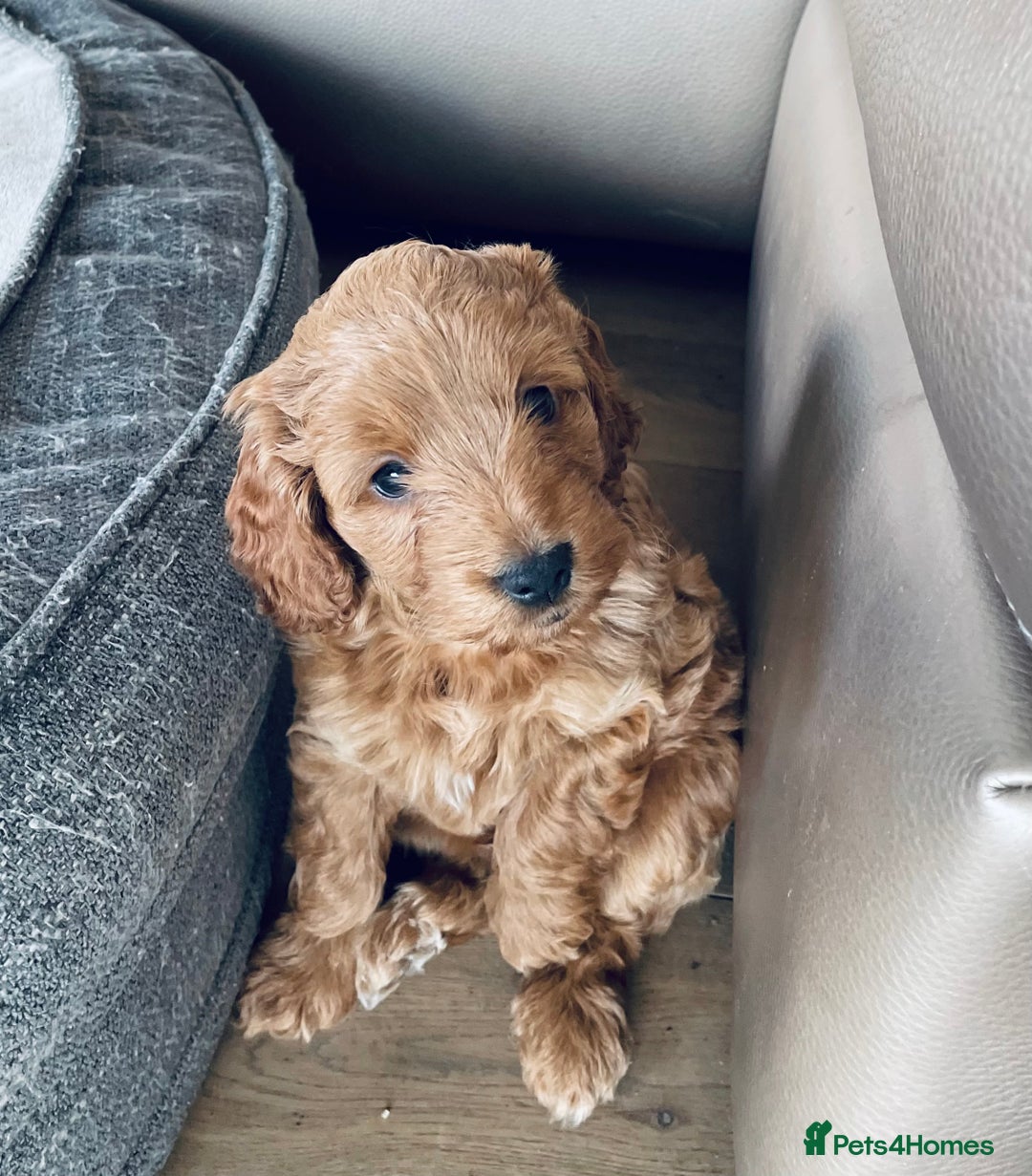 Mixed Breed dogs for sale: Out standing Labradoodle from a loving home  - Image 8